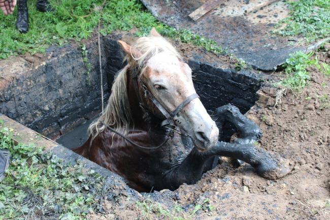 Надзвичайники Рівненщини врятували коня від загибелі (ФОТО+ВІДЕО)