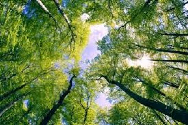 За використання лісу мешканці Рівненщини сплатили понад 42 млн гривень