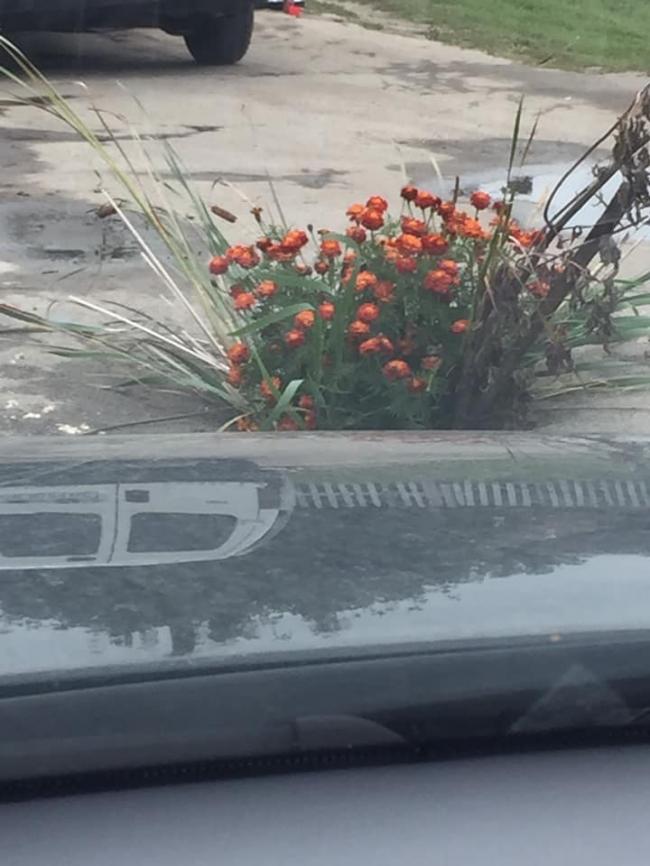 На Рівненщині клумби садять прямо в ямах на дорозі (ФОТОФАКТ)