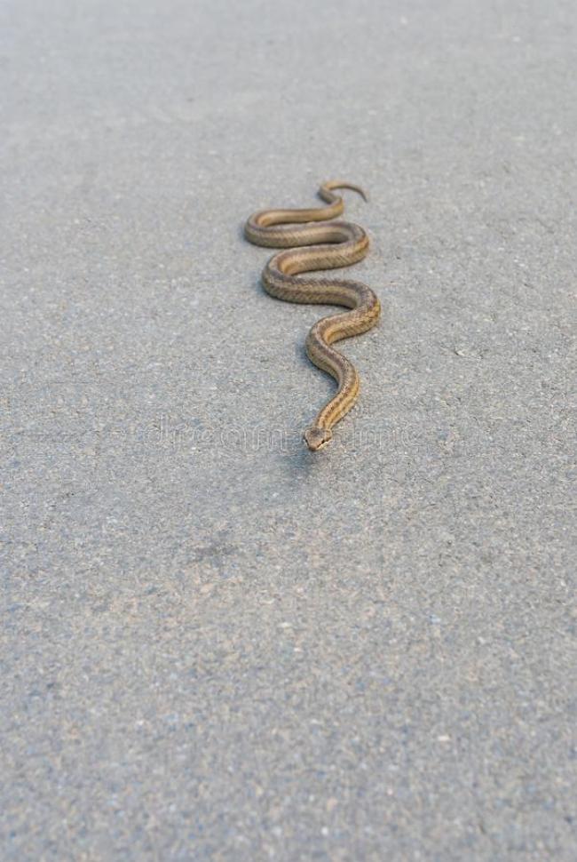 У центрі міста на Рівненщині помітили отруйну змію (ВІДЕО)
