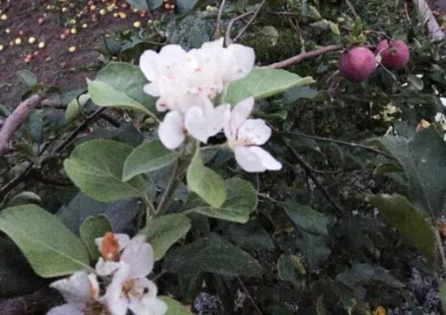 На Рівненщині розцвіли яблуні (фотофакт)