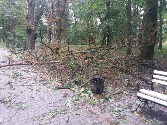 Ще в одному парку на Рівненщині сильний вітер вчора повиривав дерева з корінням (ФОТОФАКТ)