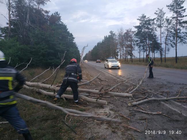 Поблизу містечка на Рівненщині дерево впало на дорогу