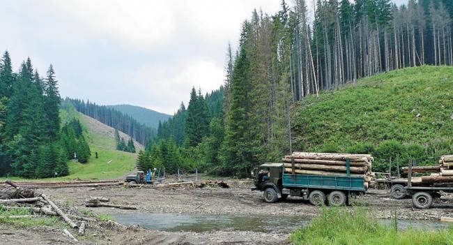 Мешканці Рівненщини сплатили понад 60 млн гривень за користування лісом