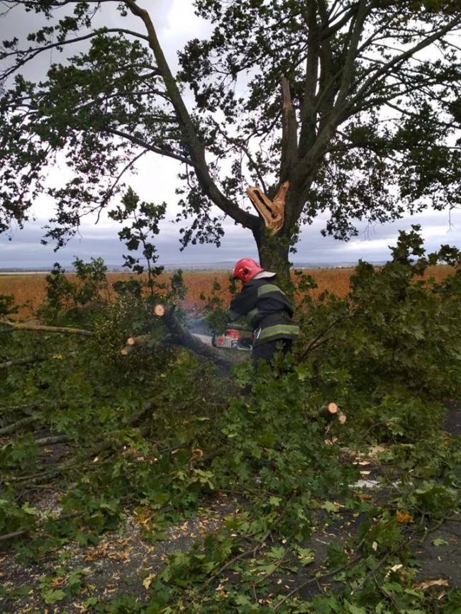 У 4 районах Рівненської області на дорогу попадали дерева (ФОТО) 