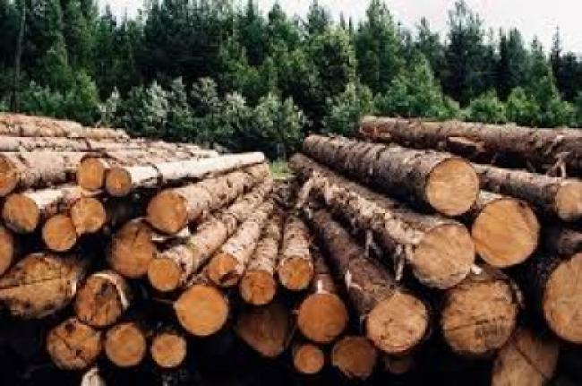 На Рівненщині вилучили вантажівку з лісоматеріалами 