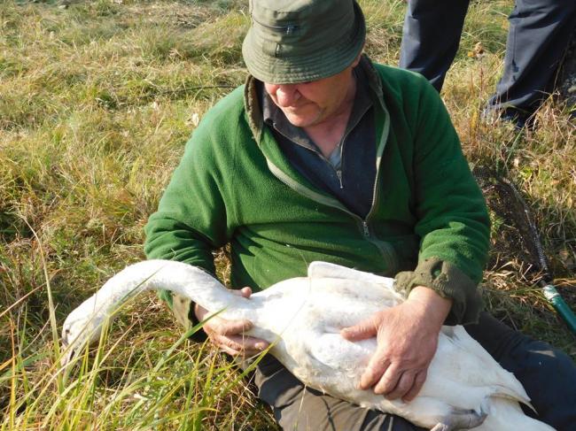 На Рівненщині рятували лебедя (ФОТО)