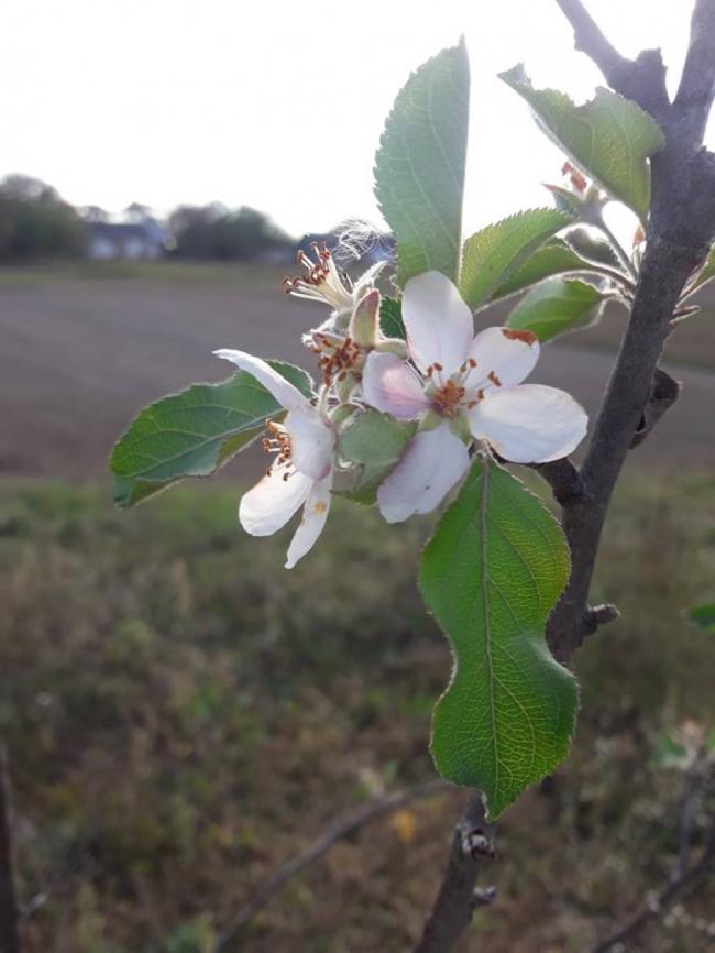 На Рівненщині зацвіли яблуні та бузок (ФОТО)