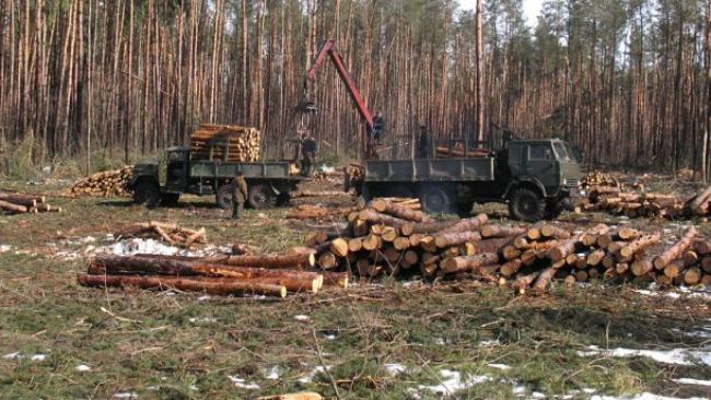 На Рівненщині зафіксували найбільший обсяг незаконної вирубки лісу 