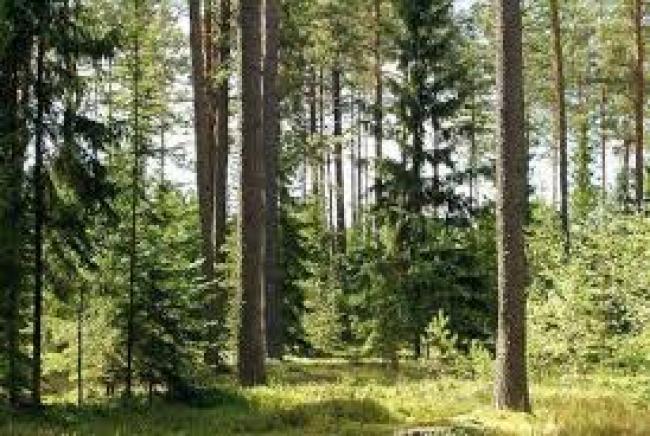 Рівненщина сплатила 61 млн грн податку на ліс