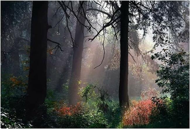 У мережі публікують незвичні фото з лісу на Рівненщині