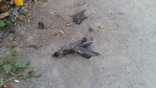 У парку Шевченка у Рівному вже тиждень не прибирають трупи ворон (ФОТО)
