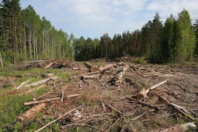 Відтепер крадіїв лісу Рівненщини чекає суворіше покарання