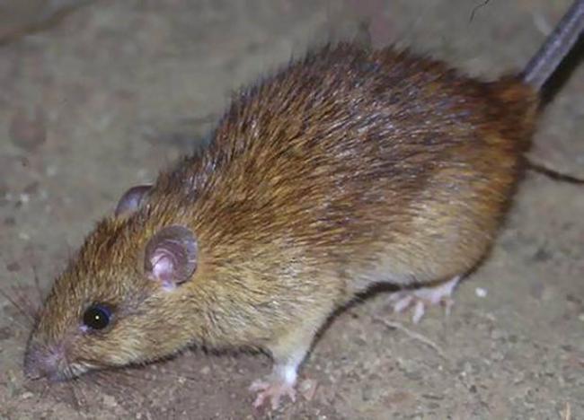 Які небезпеки можуть принести рівнянам миші та щурі?