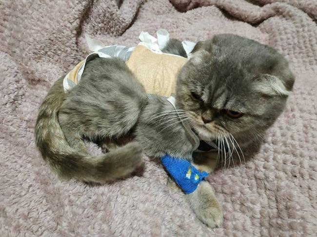 Кішечка з Рівненщини проходить реабілітацію після операції в Києві