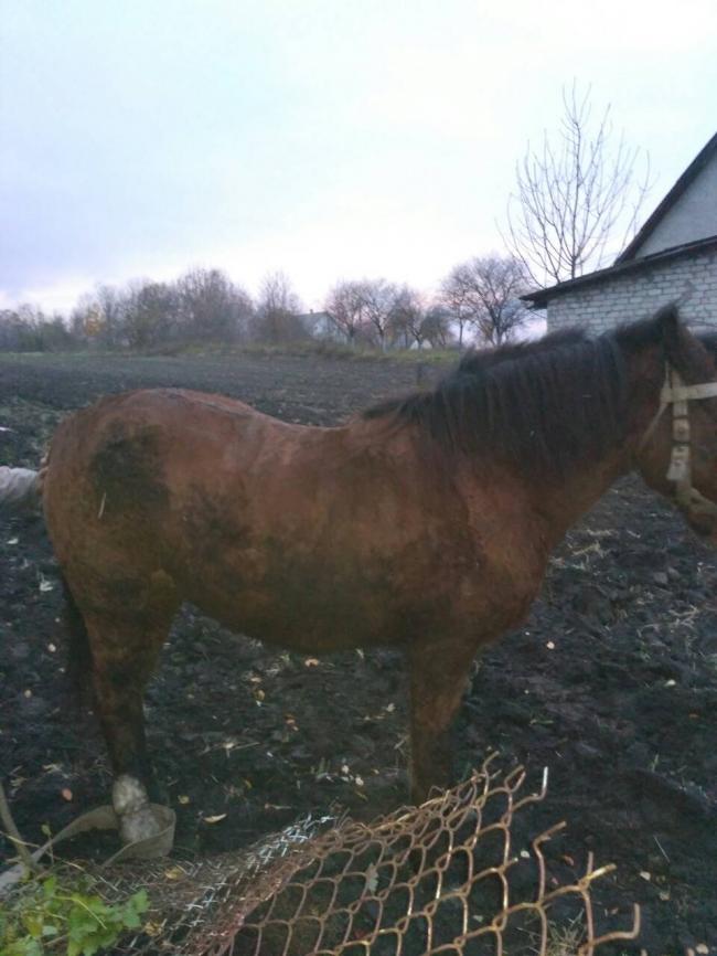 На Рівненщині допомогли врятувати коня, що впав у септик 