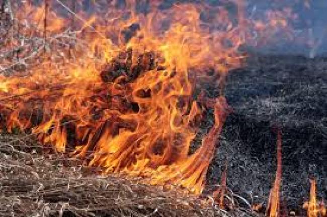 Попри мороз на Рівненщині згоріло майже півтора гектара чагарників та сухої трави