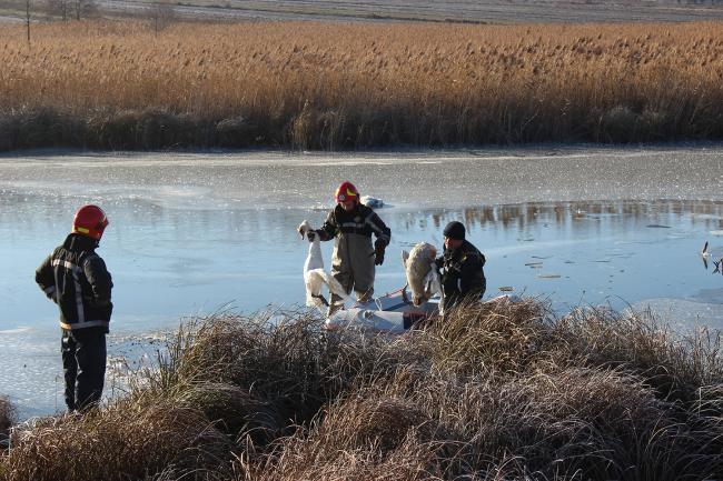 У ставку на Рівненщині від холоду загинули лебеді