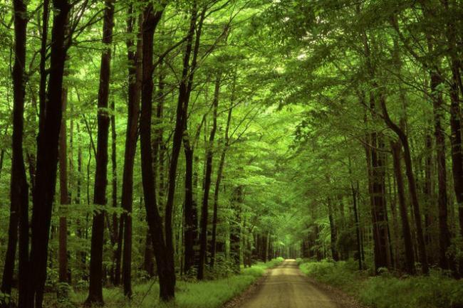 За використання лісових ресурсів Рівненщини бюджет отримав понад 66 мільйонів гривень