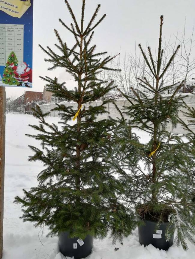 Лісгосп на Рівненщині пропонує повертати ялинки після свят та виплатить компенсацію від вартості