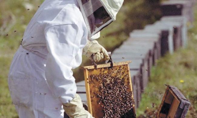 Пасічникам Рівненщини розкажуть, як попередити та вилікувати хвороби бджіл