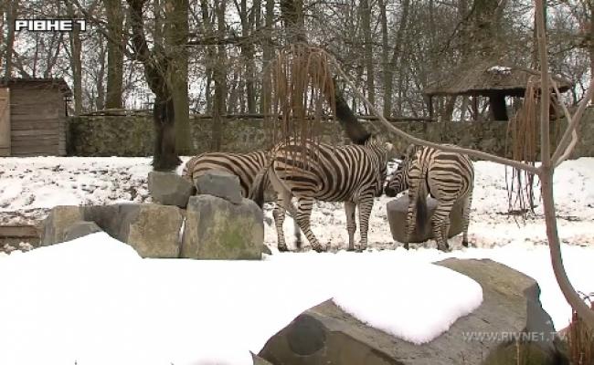 У Рівненському зоопарку вперше провели зимову екскурсію (ВІДЕО)