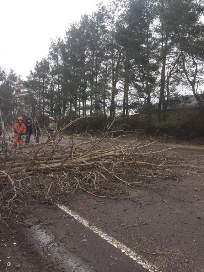 На Рівненщині сильний вітер повалив дерева (ФОТО)