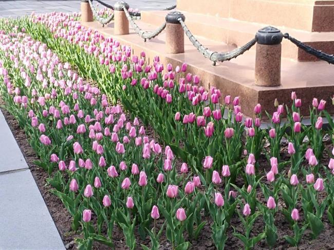 Біля Рівненської міськради висадили красиві тюльпани (ФОТОФАКТ)