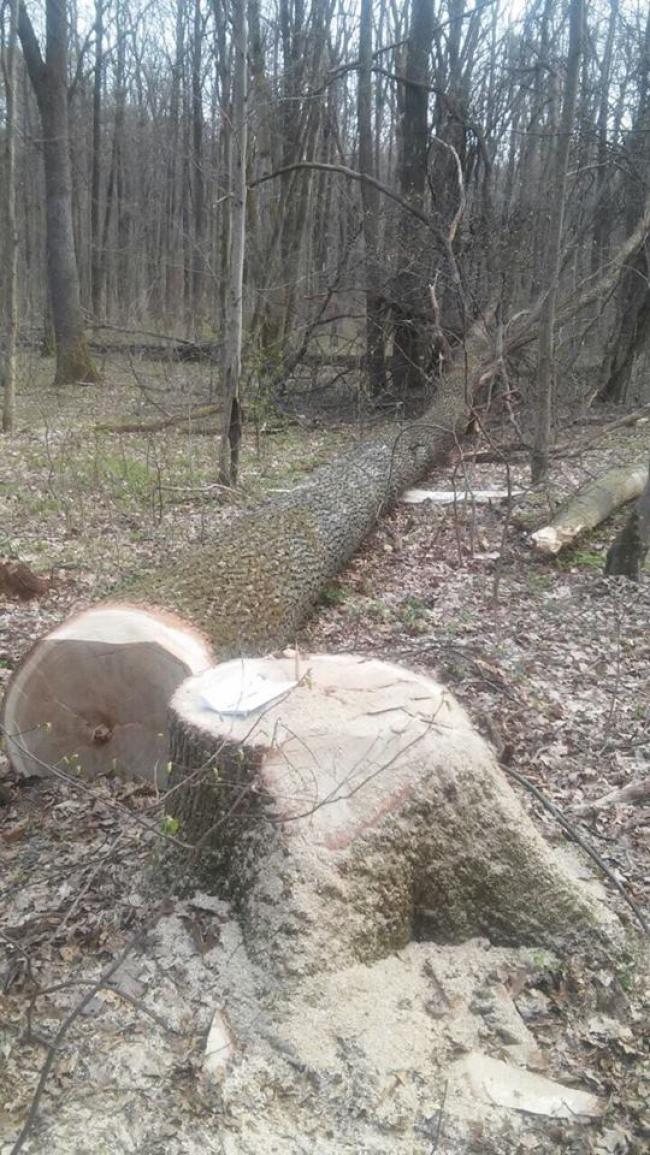 На РІвненщині виявили злочинців, які намагалися вкрасти деревину
