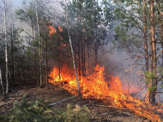 Рятувальники, поліцейські та місцеві мешканці продовжують гасити лісові пожежі на Рівненщині (+ФОТО)