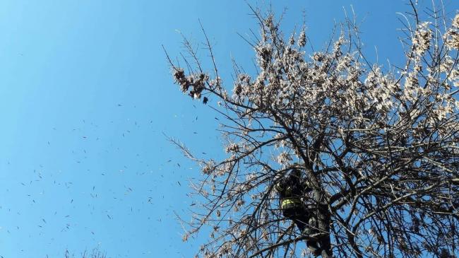 Не пожежами одними: у Рівному рятувальники знімали з дерева кота (ФОТО)
