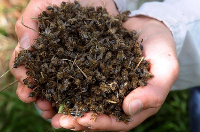 У трьох районах Рівненщини загинули бджоли: справи розслідують правоохоронці