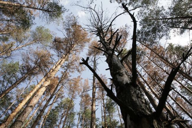 На Рівненщині понад 22 тисячі га пошкоджених лісів та майже 10 га знищили лісові пожежі 