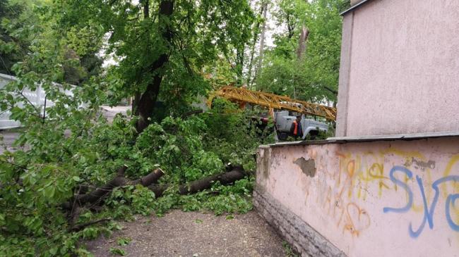 Рівненські рятувальники підрізали дерева в аварійному стані (ФОТО)