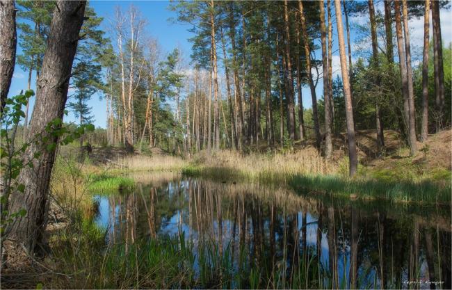 У мережі з`явилися заворожуючі фото річки на Рівненщині