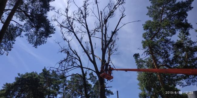 На Сарненщині зрізали аварійне дерево, яке могло впасти на приміщення їдальні в школі-інтернаті