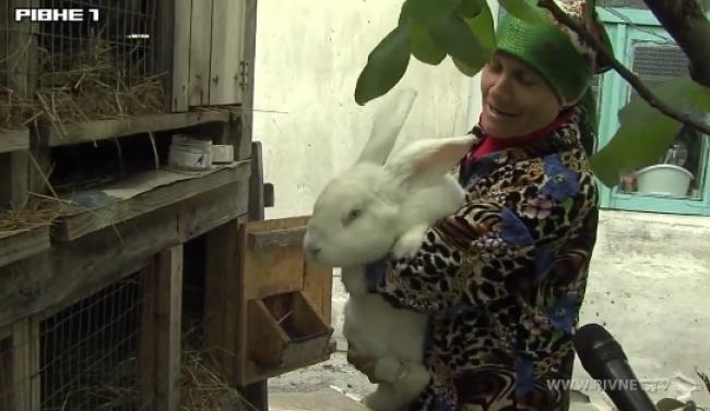 Родина з Рівненщини вирощує кроликів-гігантів (відео)