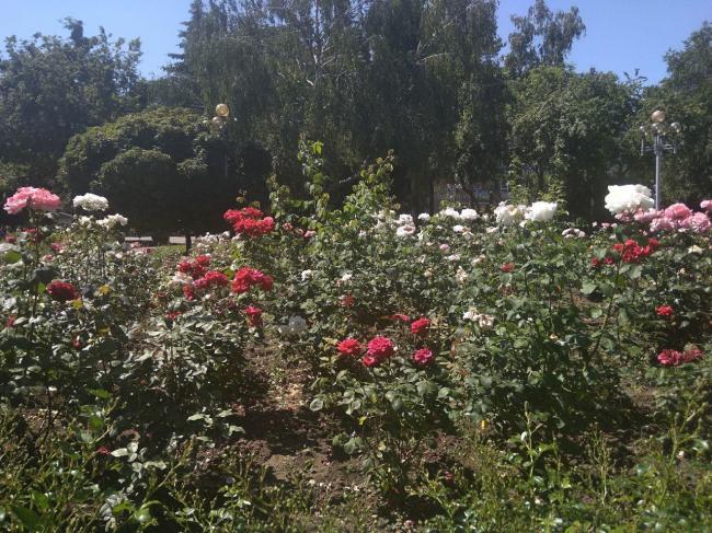 У Рівному цвітуть сотні кущів троянд (ФОТО)
