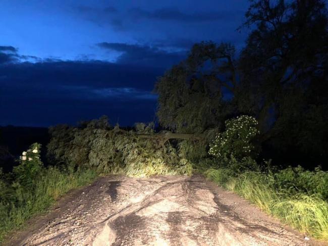 У селі на Рівненщині негода повалила дерева