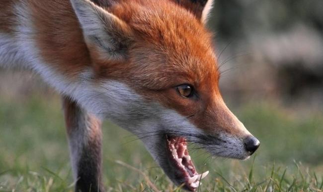 На Рівненщині знайшли скажену лисицю