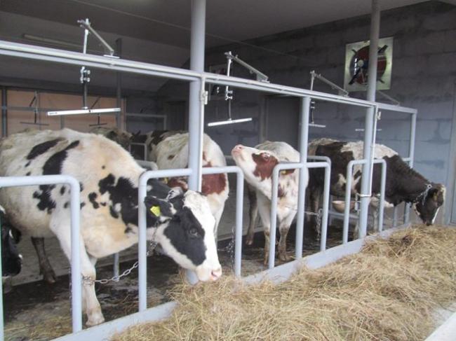 На Рівненщині збільшується кількість молочних міні-ферм