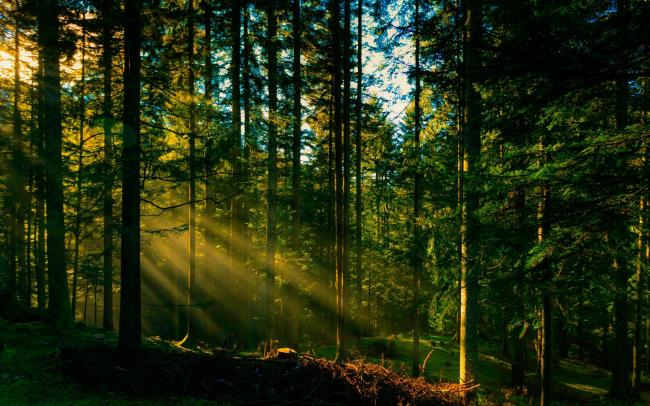Ліси Рівненщини поповнили бюджет держави на понад 71 мільйон гривень