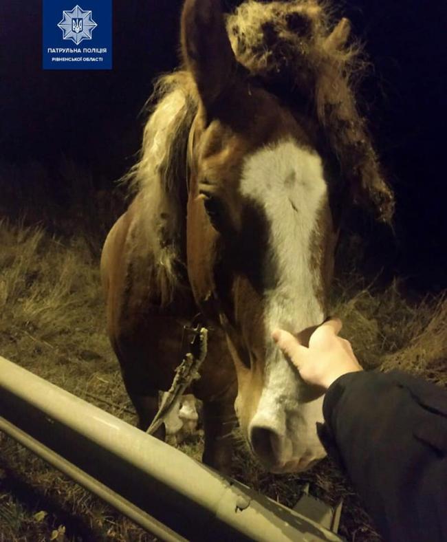 Край дороги на Рівненщині на декілька діб лишили коня: власника шукала поліція і місцева влада