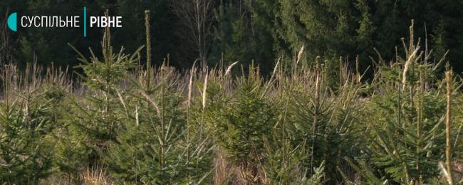 Лісництва Рівненщини почали продавати новорічні дерева