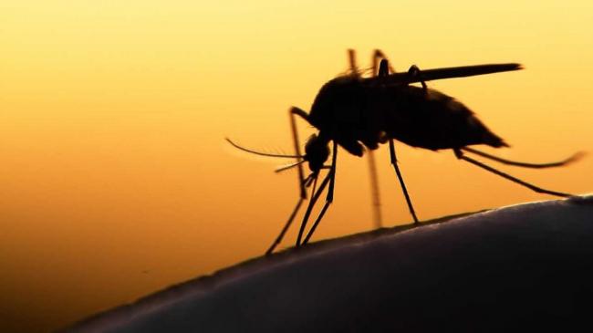 На Рівненщині у чоловіка виявили тропічну малярію