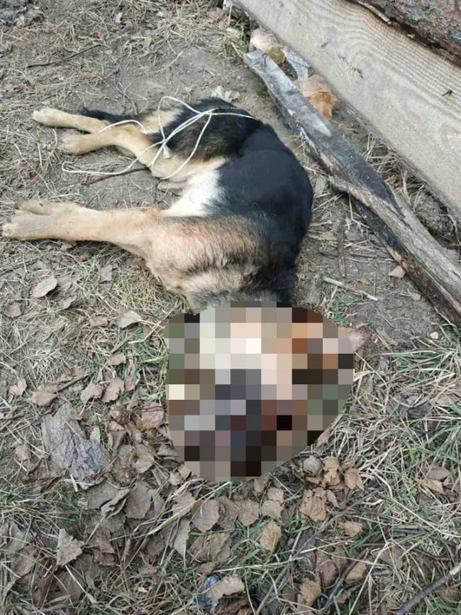 Заманив та вдарив арматурою: на Рівненщині чоловік знущався над собакою, бо та задушила 4 курки