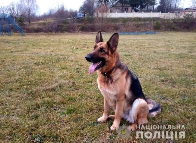 Зниклу жінку на Рівненщині розшукав собака
