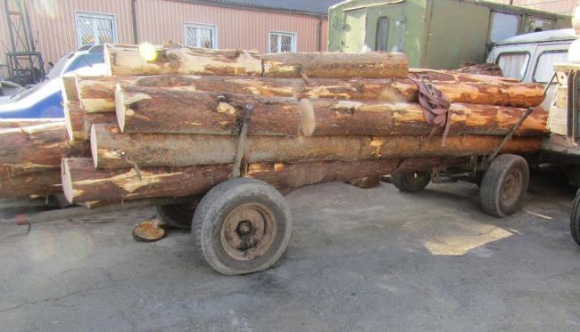 Чинив опір лісовій охороні і поліцейським: на Рівненщині чоловік перевозив незаконно зрубану сосну