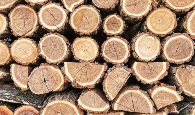 Екс-керівника лісового господарства на Рівненщині притягнули до адмінвідповідальності
