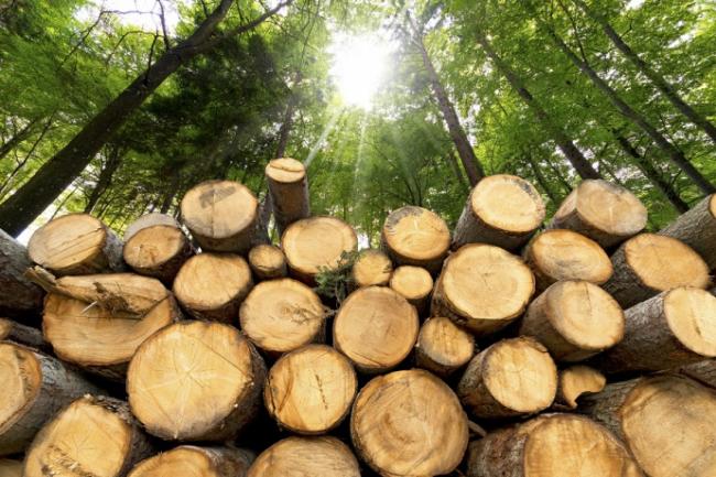 Торік на Рівненщині відкрито 11 кримінальних проваджень за крадіжки лісу